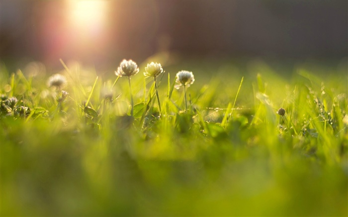 Fleurs, herbe, pré, les rayons du soleil, bokeh Fonds d'écran, image
