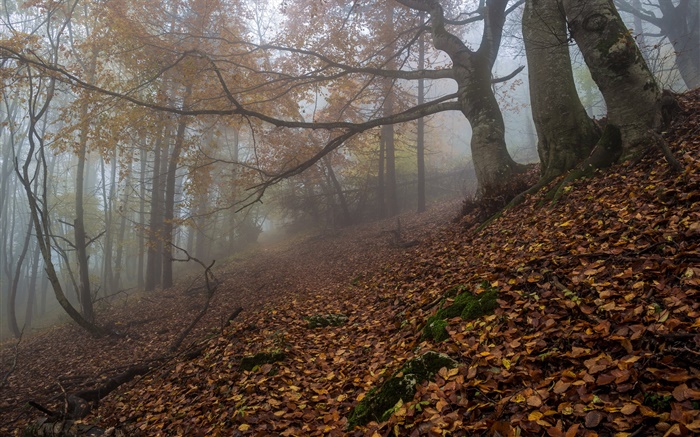 Forêt, nature, brouillard, aube, automne Fonds d'écran, image