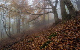 Forêt, nature, brouillard, aube, automne