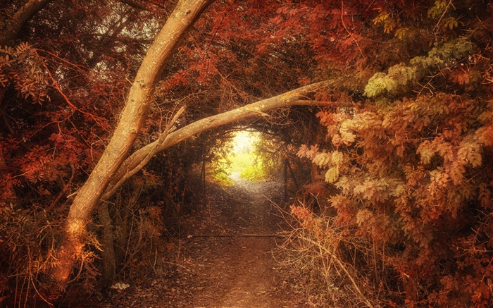 Forêt, sentier, trou, automne, nature paysages Fonds d'écran, image