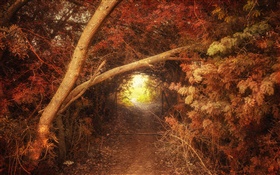 Forêt, sentier, trou, automne, nature paysages HD Fonds d'écran