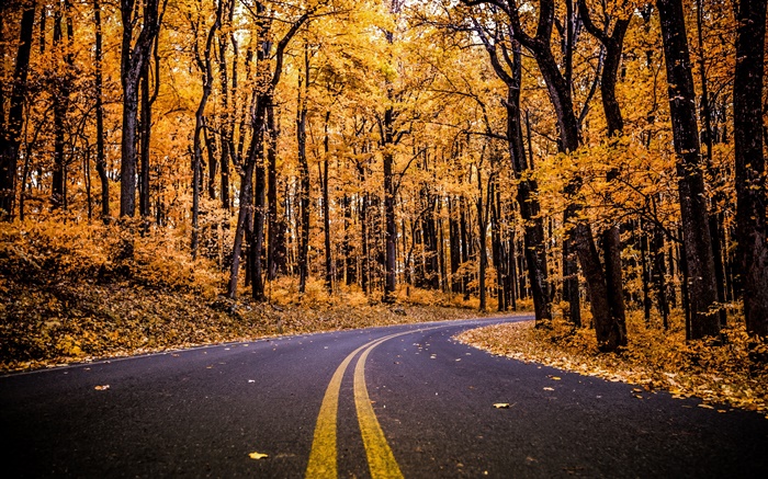 Forêt, route, feuilles jaunes, arbres, automne Fonds d'écran, image