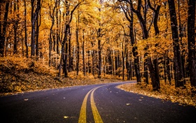 Forêt, route, feuilles jaunes, arbres, automne
