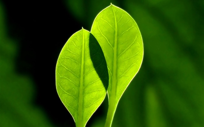 feuilles vertes fraîches, fond noir Fonds d'écran, image
