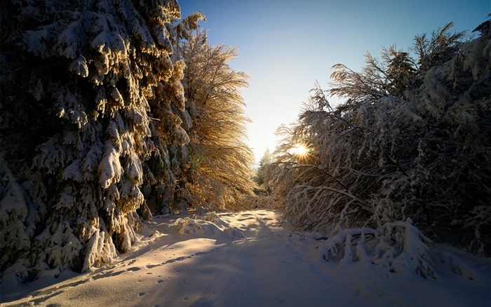Allemagne, Hesse, hiver, la neige, les arbres, les rayons du soleil Fonds d'écran, image
