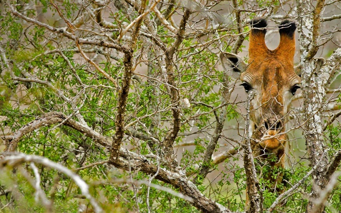 Giraffe caché dans la forêt Fonds d'écran, image