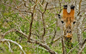 Giraffe caché dans la forêt