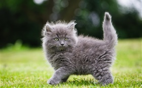 chaton pelucheux gris dans l'herbe
