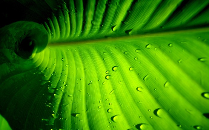 Green leaf close-up, rayures, des gouttes d'eau Fonds d'écran, image