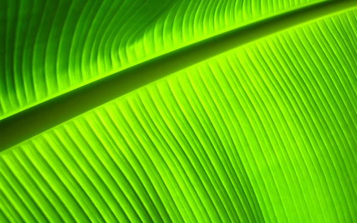 Green leaf close-up, rayures Fonds d'écran, image