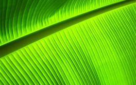 Green leaf close-up, rayures HD Fonds d'écran