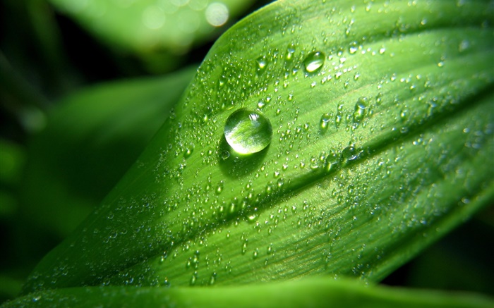 Green leaf close-up, des gouttes d'eau, rosée Fonds d'écran, image