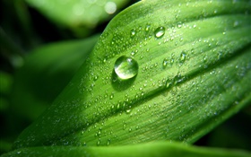 Green leaf close-up, des gouttes d'eau, rosée