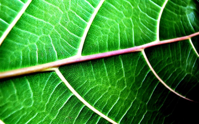 contexte de Green leaf close-up Fonds d'écran, image
