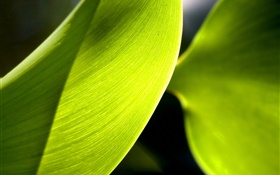 Green leaf macro photographie, la lumière HD Fonds d'écran