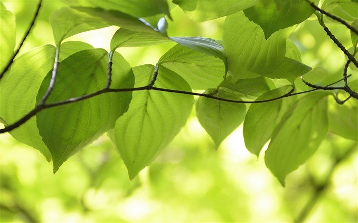 Les feuilles vertes, branches, nature paysages, bokeh Fonds d'écran, image