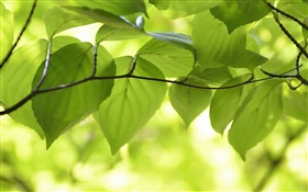 Les feuilles vertes, branches, nature paysages, bokeh HD Fonds d'écran