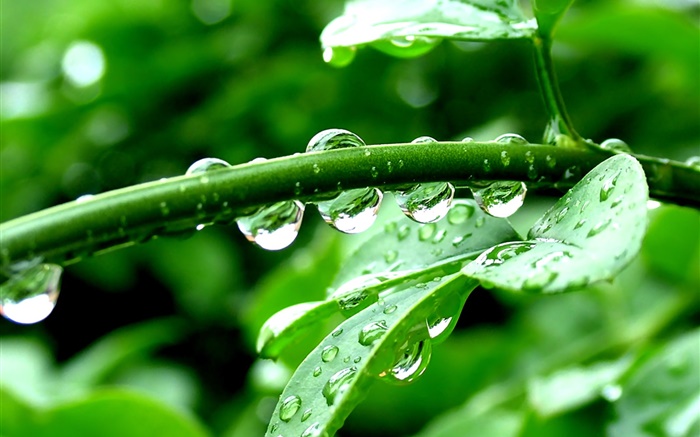 Plantes vertes, après la pluie, des gouttes d'eau Fonds d'écran, image