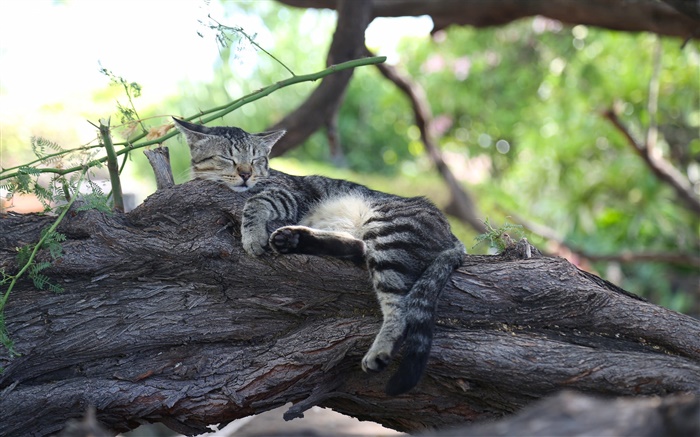 chaton gris dormir sur l'arbre Fonds d'écran, image
