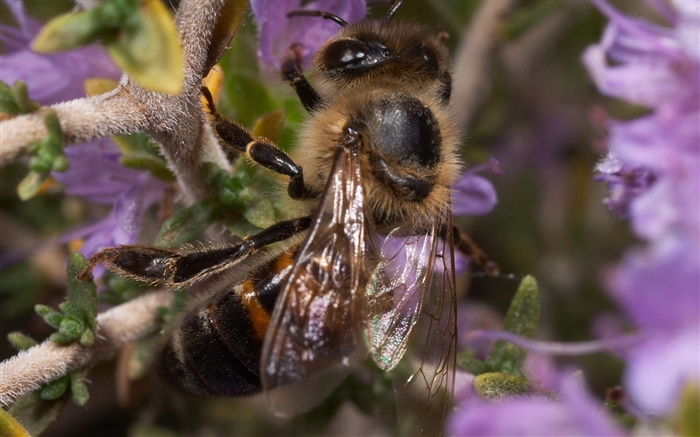 Insecte, abeille Fonds d'écran, image