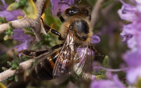 Insecte, abeille HD Fonds d'écran