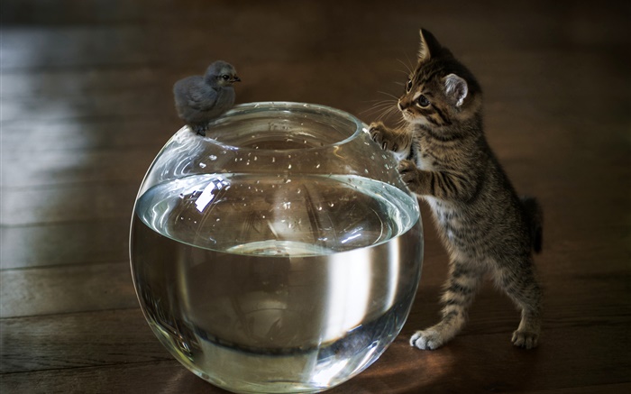 Kitten veulent toucher l'eau d'aquarium Fonds d'écran, image