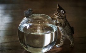 Kitten veulent toucher l'eau d'aquarium HD Fonds d'écran