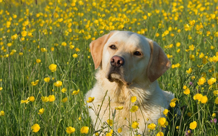 Labrador Retriever, chien dans les fleurs Fonds d'écran, image