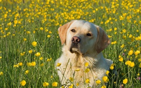 Labrador Retriever, chien dans les fleurs HD Fonds d'écran