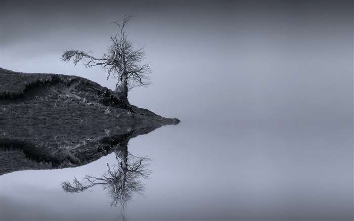Lac, arbre, réflexion de l'eau, monochrome, Ecosse Fonds d'écran, image