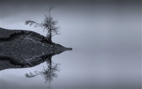 Lac, arbre, réflexion de l'eau, monochrome, Ecosse
