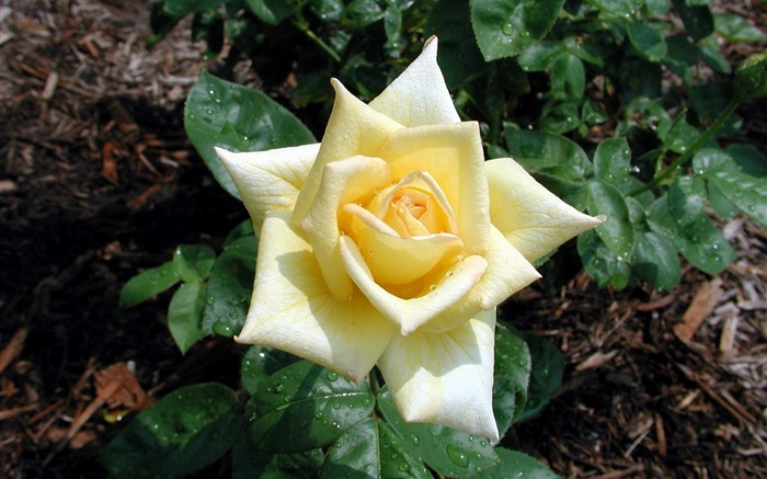 jaune clair, rose, fleur, rosée Fonds d'écran, image
