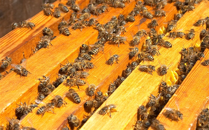 Beaucoup d'abeilles, ruche Fonds d'écran, image