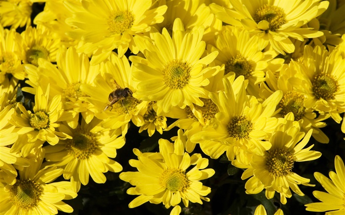 Beaucoup marguerite jaune, abeille, insecte Fonds d'écran, image