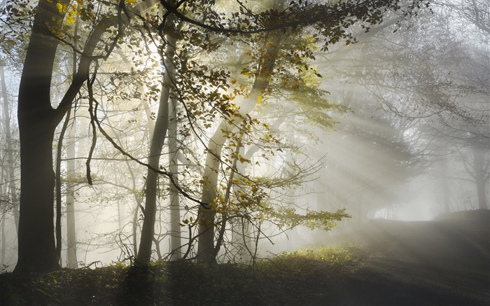 Matin, le brouillard, les arbres, les rayons du soleil, automne Fonds d'écran, image