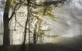 Matin, le brouillard, les arbres, les rayons du soleil, automne HD Fonds d'écran