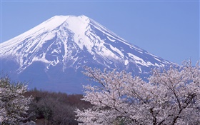Mont Fuji, Japon, printemps, fleurs de cerisier fleurs