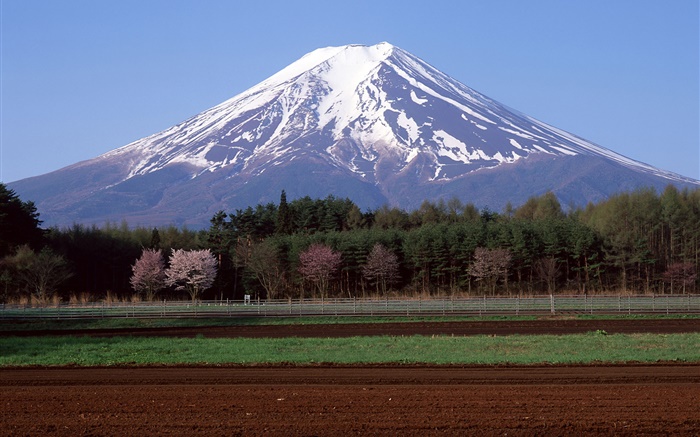 Mont Fuji, Japon, arbres, champ agricole Fonds d'écran, image