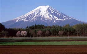 Mont Fuji, Japon, arbres, champ agricole HD Fonds d'écran