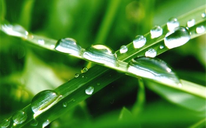 Nature close-up, herbe verte, feuille, gouttes d'eau Fonds d'écran, image