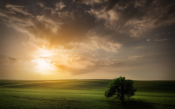 champ Nature arbre ciel coucher de soleil de printemps Fonds d'écran, image