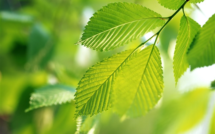 Nature, feuilles vertes, bokeh Fonds d'écran, image