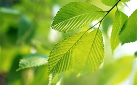 Nature, feuilles vertes, bokeh HD Fonds d'écran