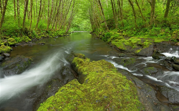 Nestucca River, Oregon, Etats-Unis, de la mousse, des arbres, vert Fonds d'écran, image