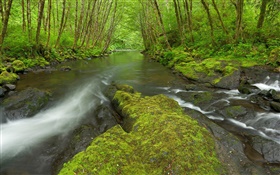 Nestucca River, Oregon, Etats-Unis, de la mousse, des arbres, vert HD Fonds d'écran