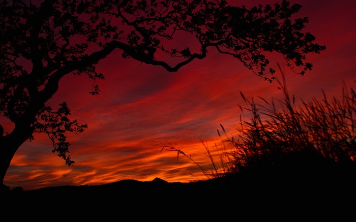 Nuit, ciel rouge, les nuages, les arbres, l'herbe, silhouette noire Fonds d'écran, image