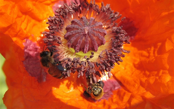 fleur orange, pistil, abeille Fonds d'écran, image