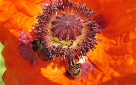 fleur orange, pistil, abeille