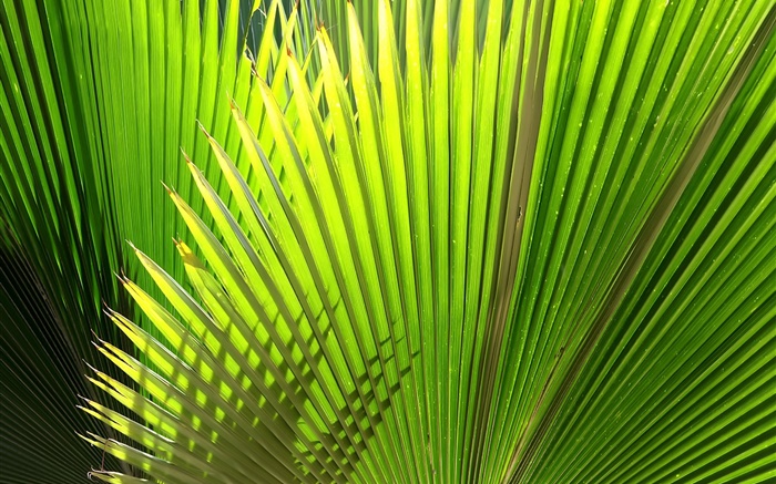 Palm, feuilles en éventail Fonds d'écran, image