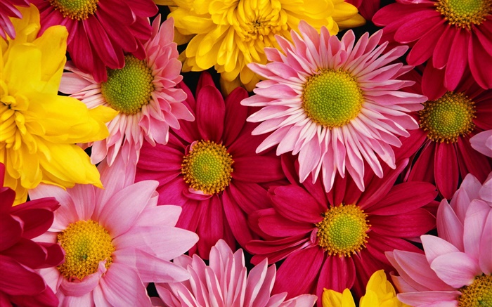 chrysanthème rose, coloré Fonds d'écran, image